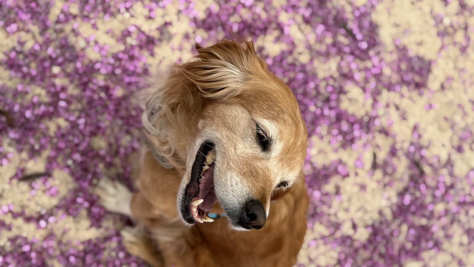 Adoptar un perro adulto: lo que aprendimos con Sunny