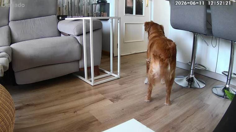 Ansiedad por separación en perros: qué hacer y qué no