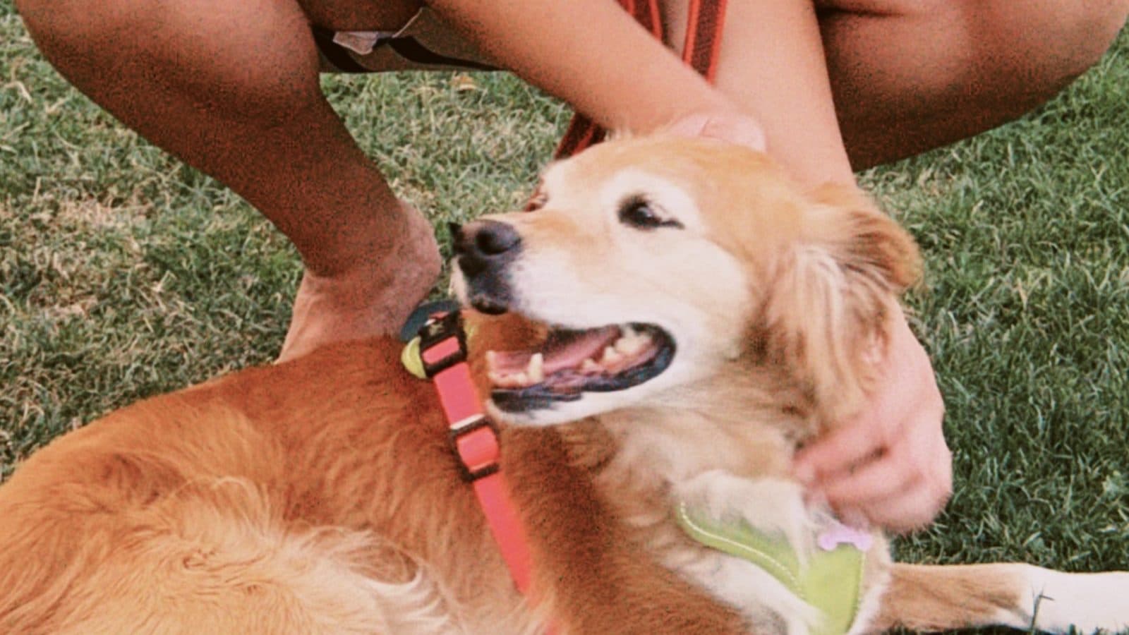 Cómo elegir un buen cuidador de perros: 10 preguntas que deberías hacerle