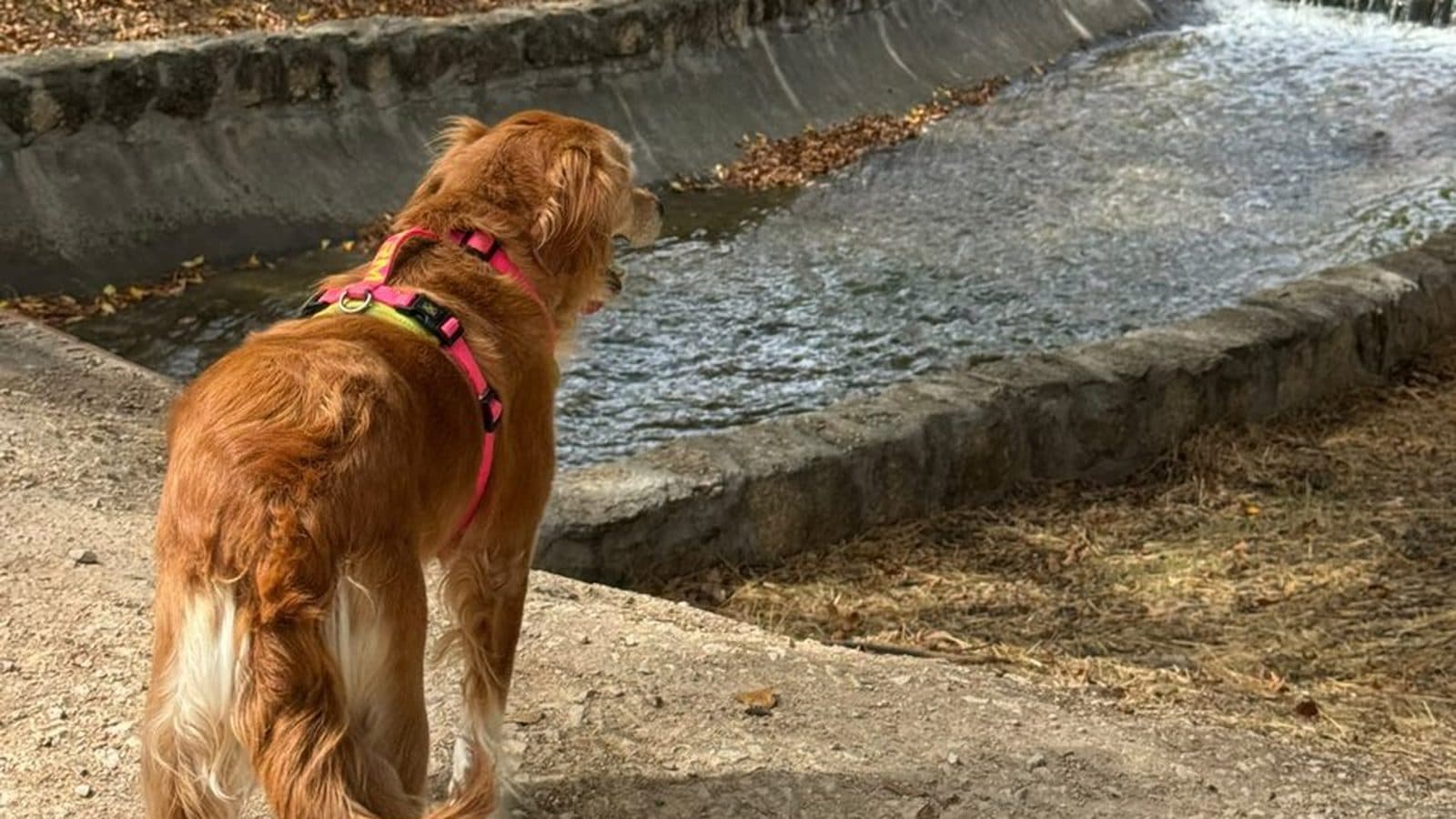 ¿Cuántas veces hay que pasear a un perro al día? Guía según edad y raza