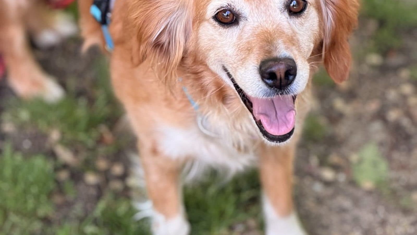 ¿Cuánto cuesta un paseador de perros en España? Precios reales en 2026