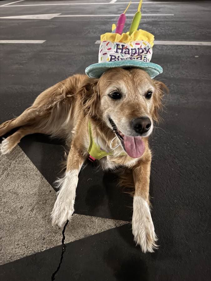 El cumpleaños de tu perro: ideas para celebrarlo