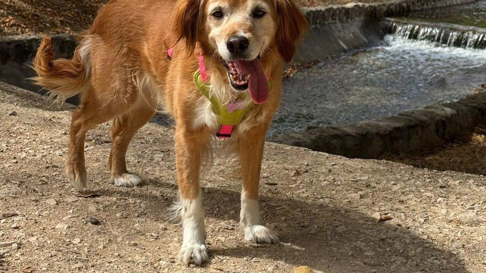 ¿Cuántas horas puede quedarse un perro solo en casa?