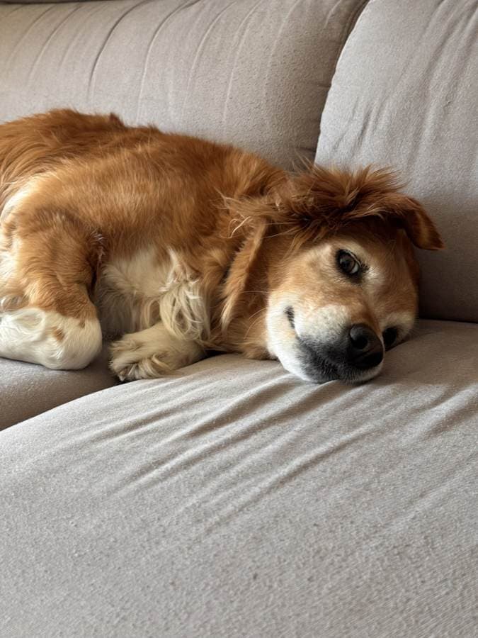 La muda del pelo en perros: cómo sobrellevarla