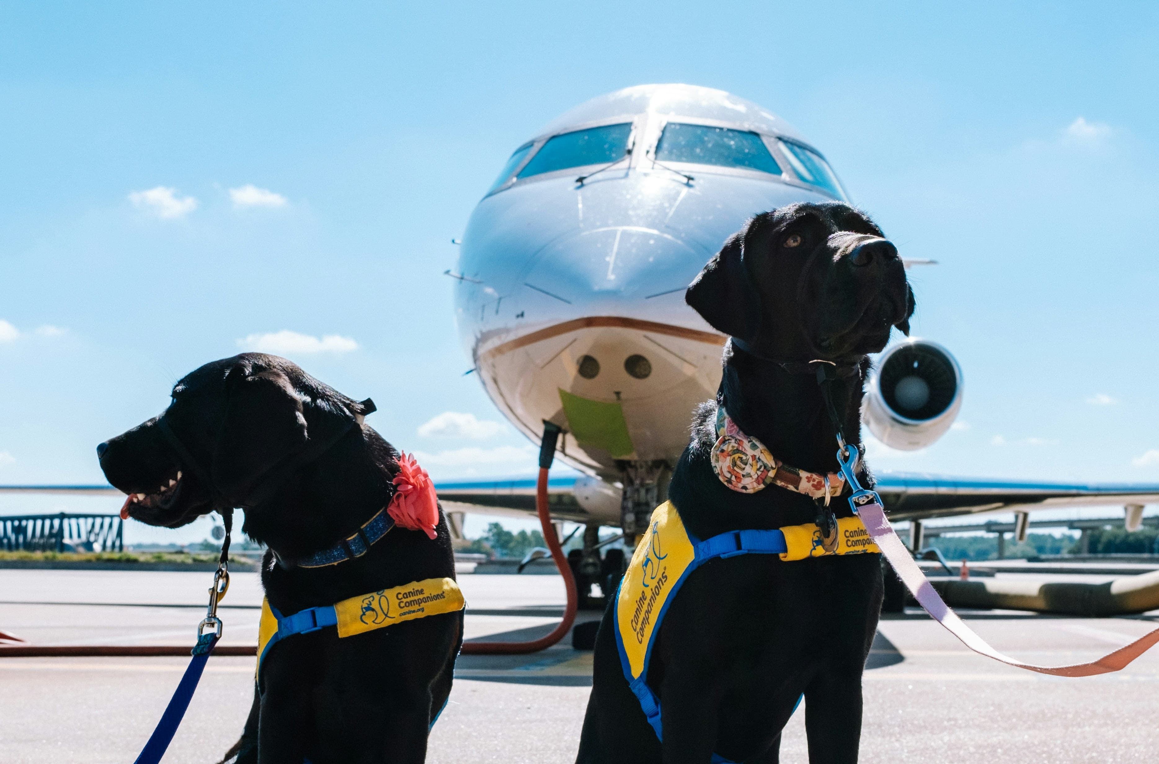 Perros en cabina: qué aerolínea te deja llevar el tuyo (y con qué límite de peso)