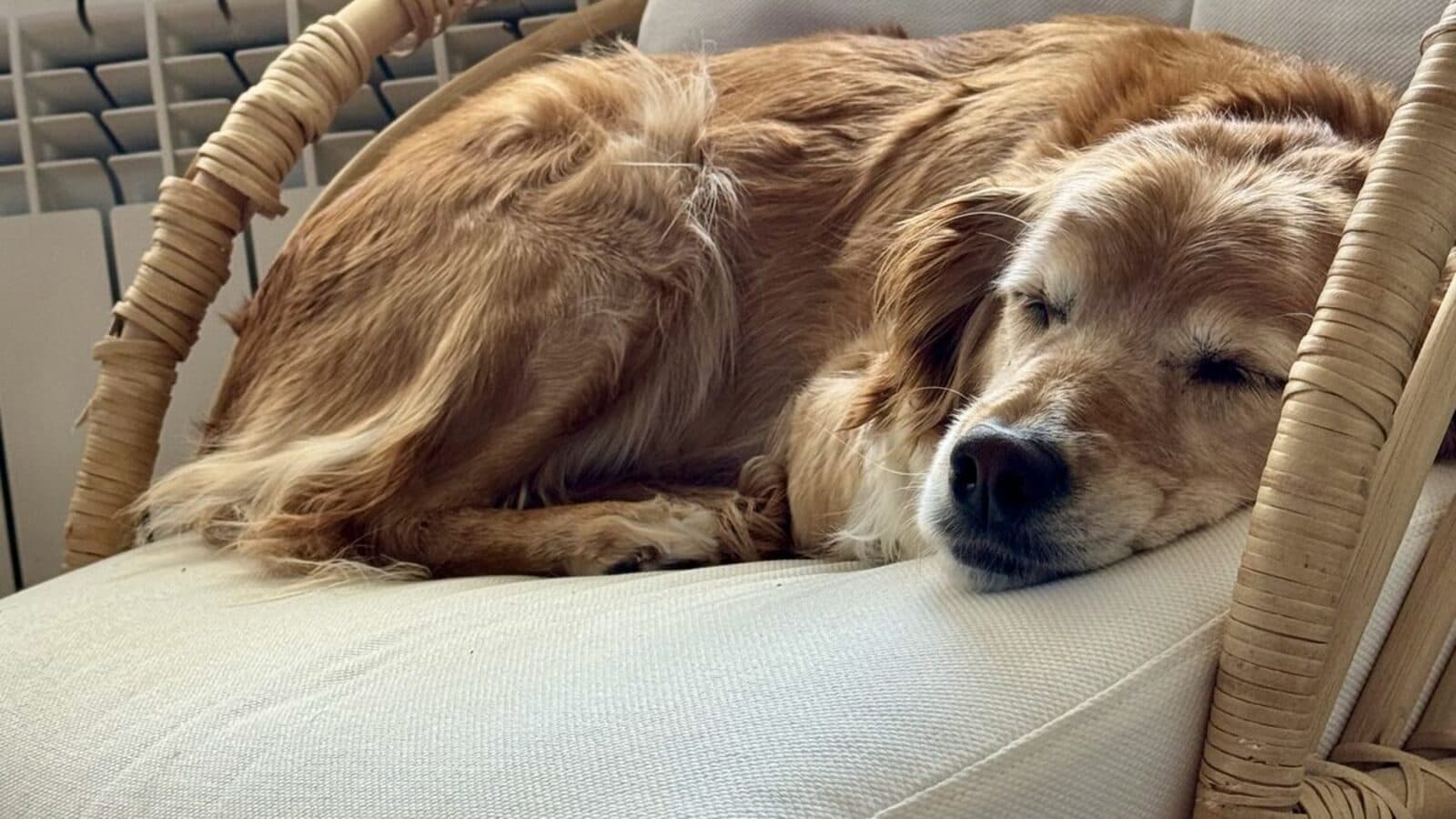 Perros mayores: cómo cuidar a un perro que ya tiene la cara blanca