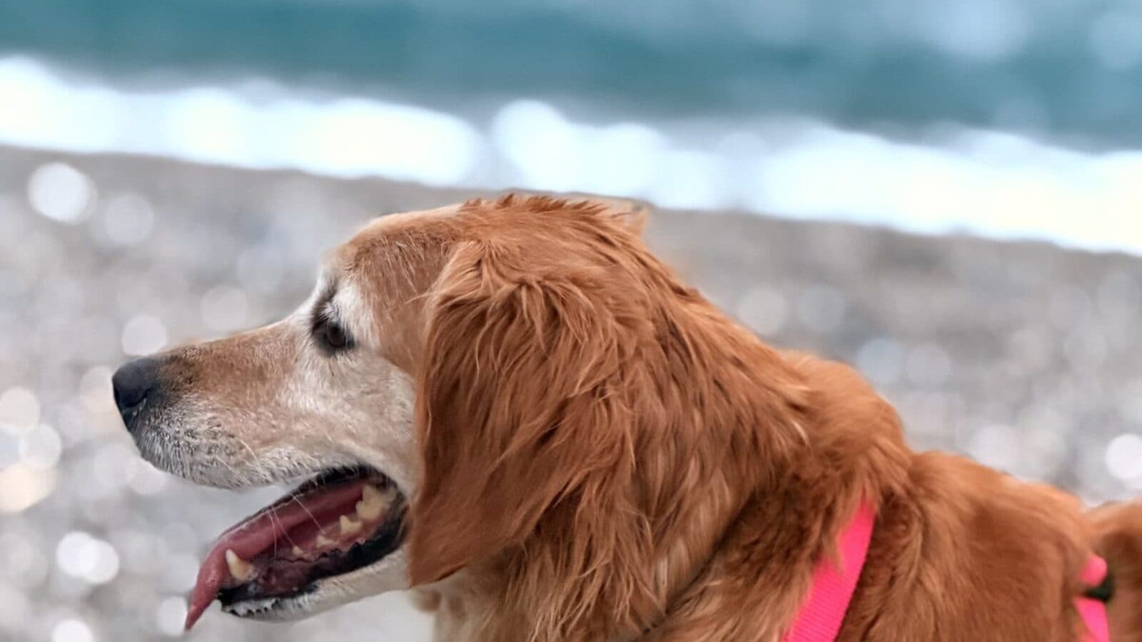 Playas para perros en España: guía 2026