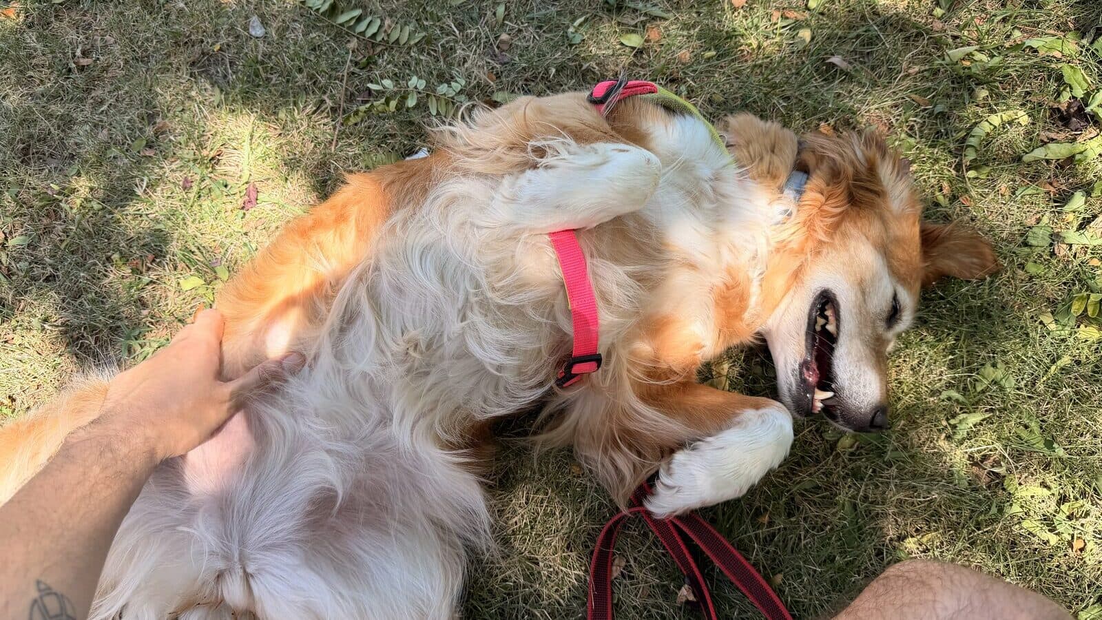 ¿Por qué mi perro se pone panza arriba?