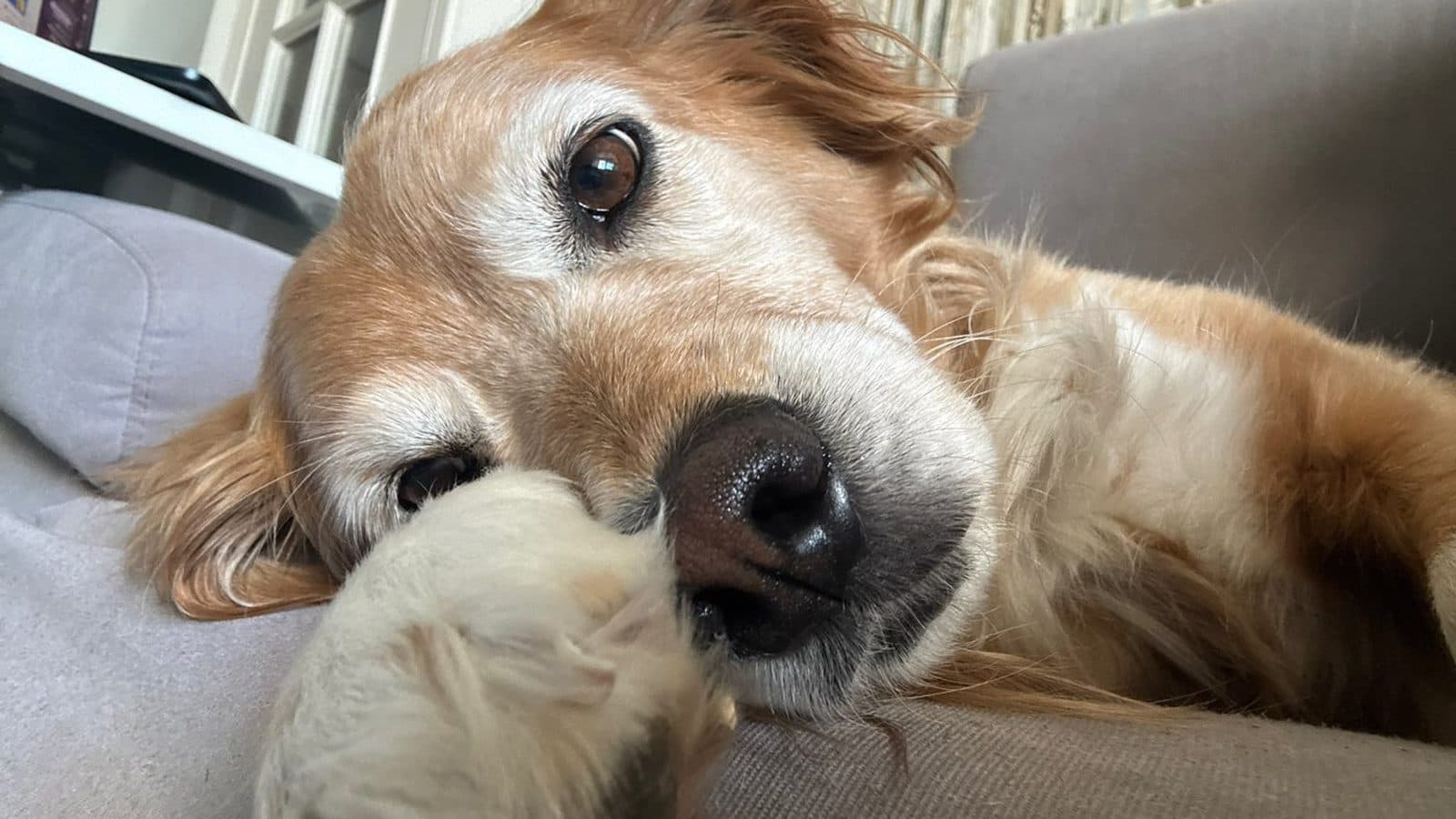 Residencia canina o cuidador en casa: qué es mejor para tu perro