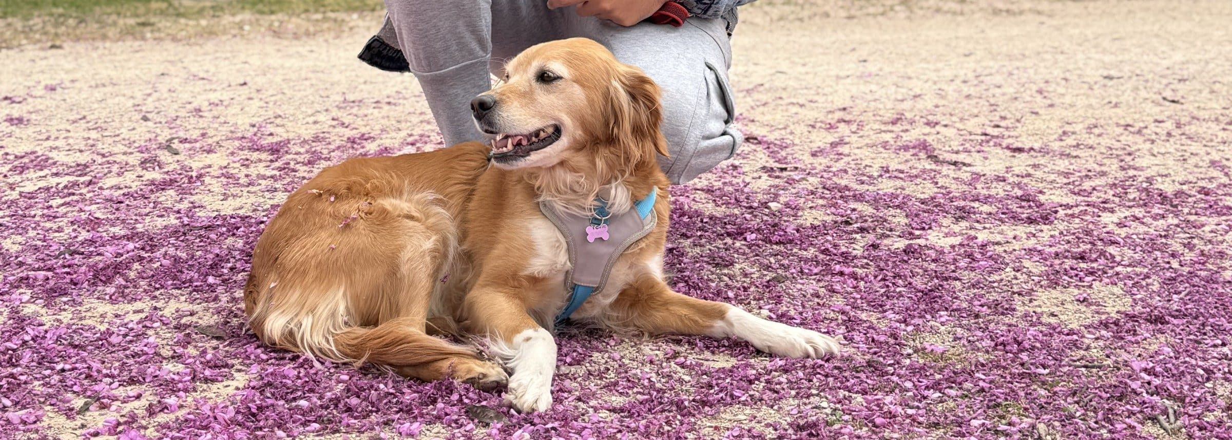 Sunny, la perrita embajadora de Guaumigo, feliz sobre un suelo de flores