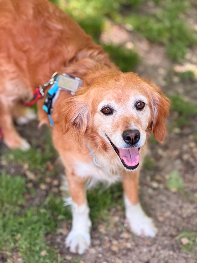 Sunny disfrutando de su paseo