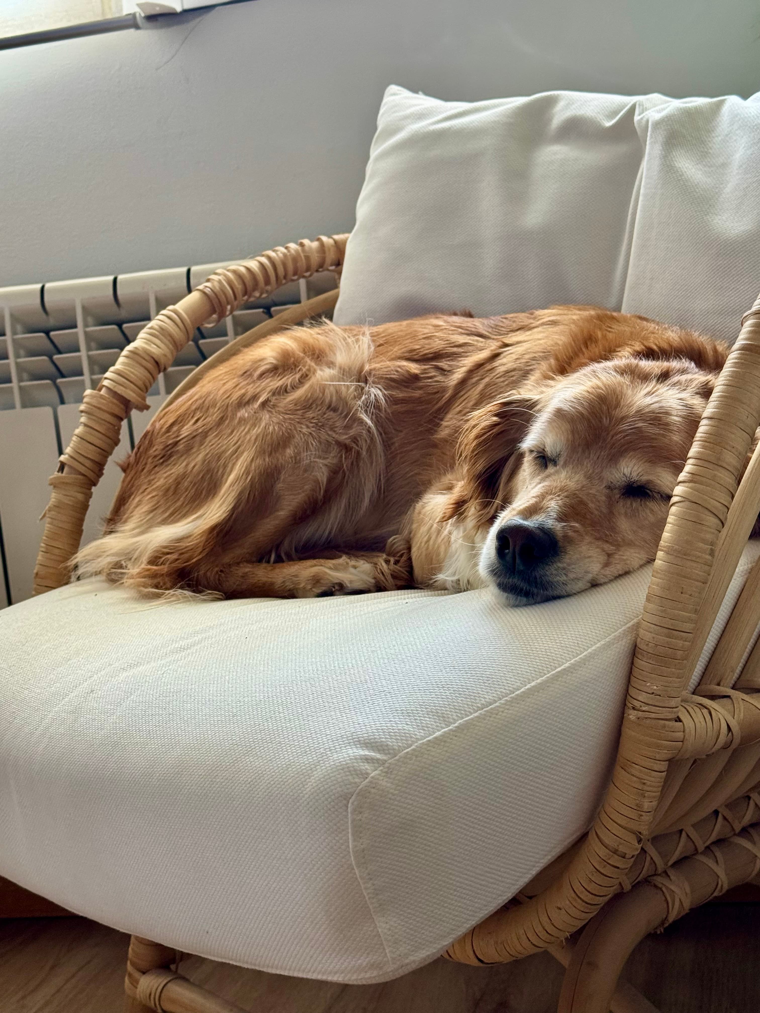Perro dormido y tranquilo, cuidado con cariño