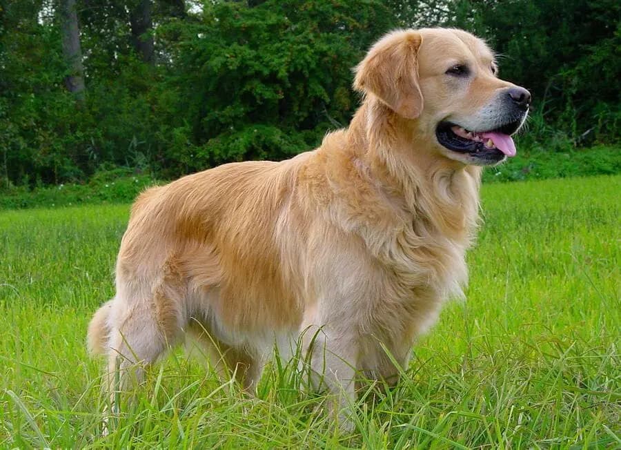Cazurra A.