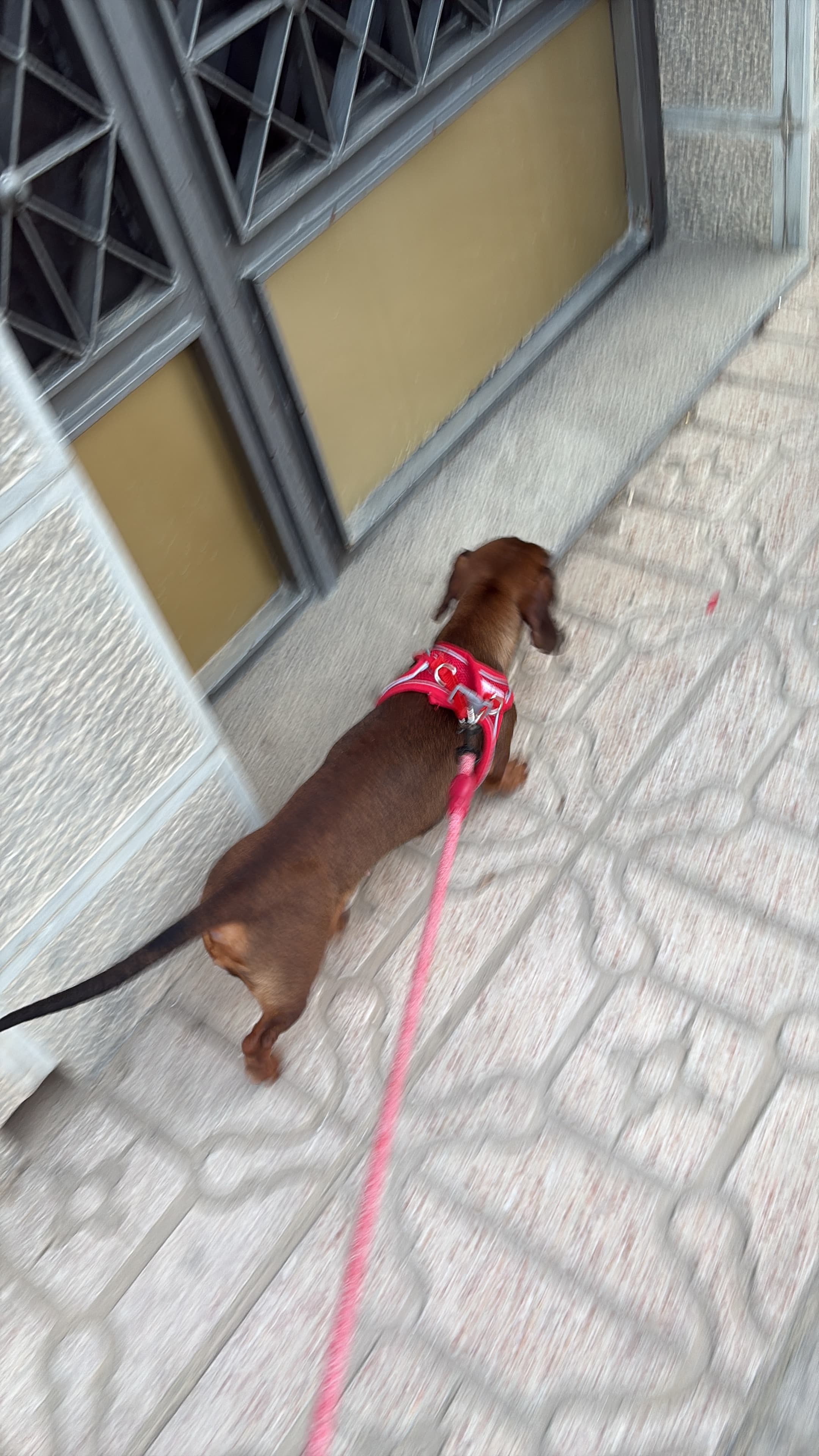 Alba N.