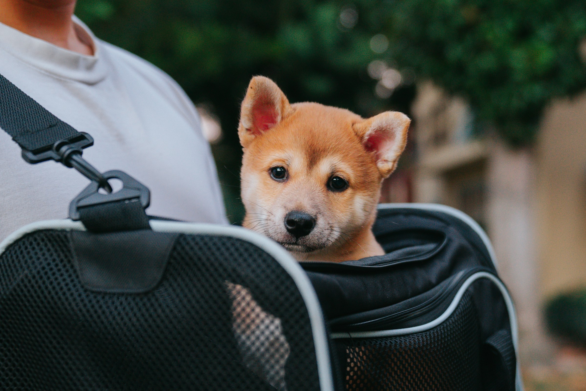 Cachorro shiba inu asomado a un transportín de tela en el hombro de su dueño