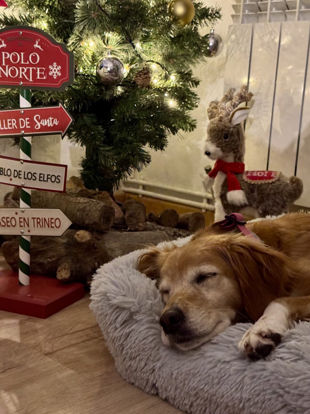 Sunny dormida en una cama junto a un árbol de Navidad