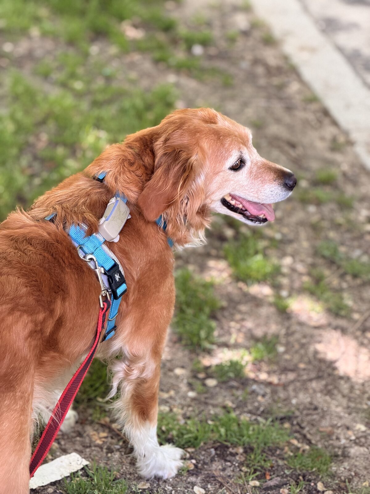 Sunny de perfil en el césped con su arnés azul, con el hocico blanco por la edad